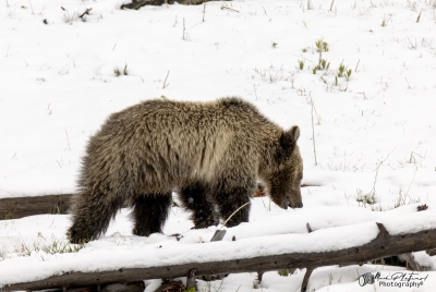 Snow and Cubs YNP May 2025